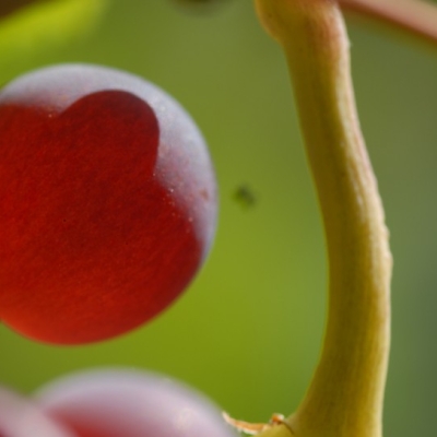 roter Gutedel ANT 0491